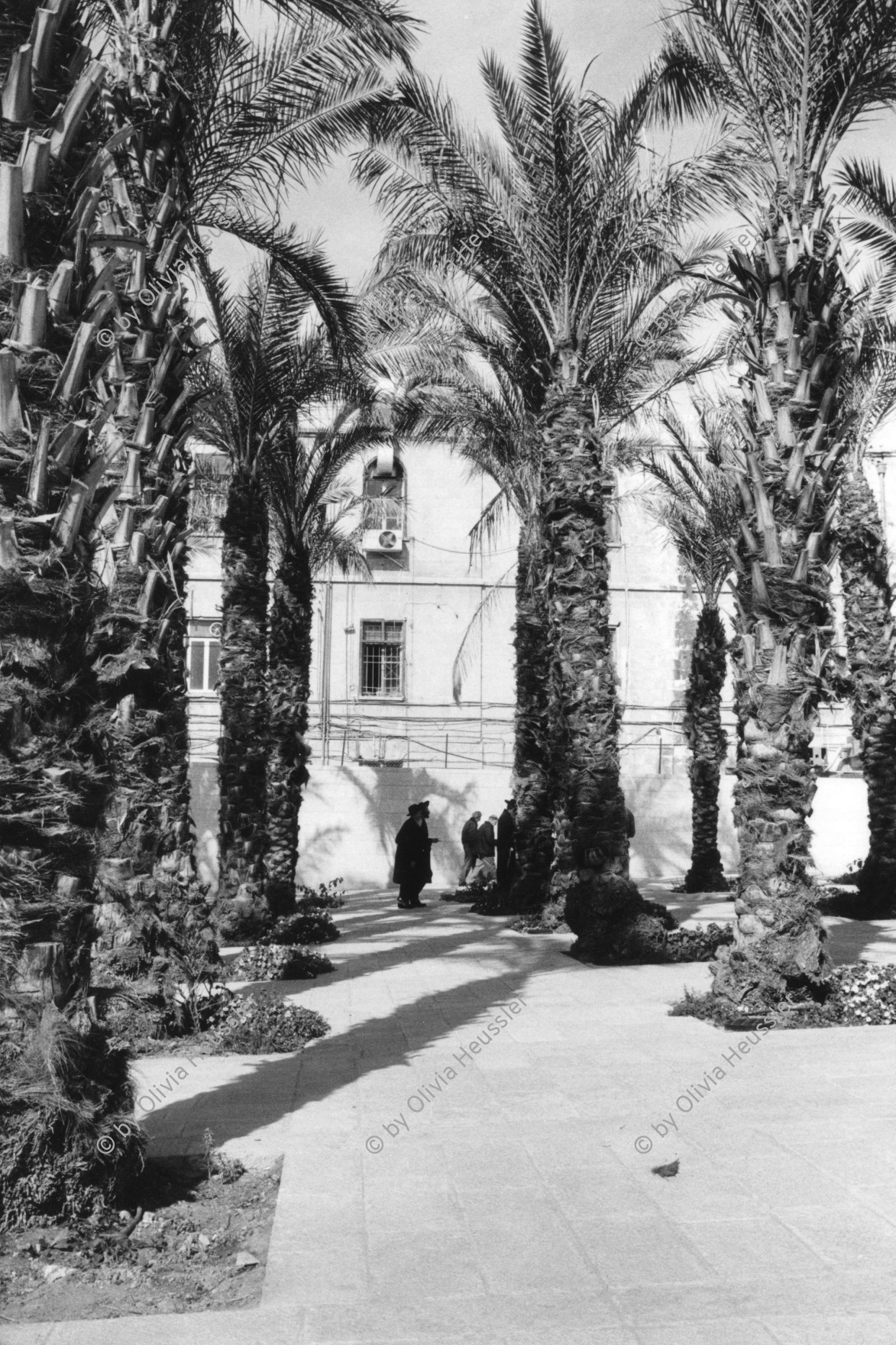 Image of sheet 19931200 photo 22: West-Jerusalem. Israel 1993 √ Palestine Palmtree Palms