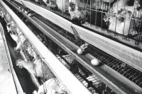 Image of sheet 19931220 photo 31: Die Eier aus dem Gaza streifen werden auch nach Israel 'exportiert'. 11.93 √ 1993 Hühner chicken occupied territory Palestine gaza strip eggs export 

copyright by Olivia Heussler