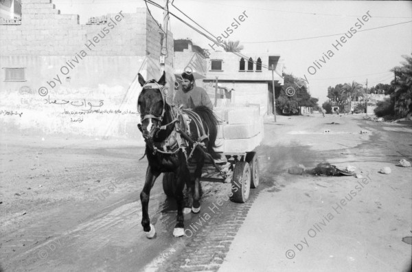 Image of sheet 19931230 photo 34: Strassenszene in Gaza City. Gazastreifen. Palästina 11.93 Palestine Gaza Strip Kids playing Street scene behindert invalid handicapped boy girl laughing laugh happy after the oslo peace talk. Stadt crutches

© 1993, Olivia Heussler √ Kinder spielen Wandbild Mural Graffitti