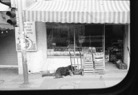 Image of sheet 19931320 photo 8: frtsg. 931310 Carol, 19 jährig arbeitet für NIS 7 und 6 Tagen plus Samstag Nacht in Angel's Bakery. Sie hat Militär gemacht und will jetzt Grafikerin werden. Olivia fotografiert von Micha Baram Magnum Fotograf Ramatchen. Bei Erwin und Dogi Guggenheim Chanukka. in Nahumstr. Ramat chen. bei Tel Aviv, Pilnik's. Israel 1993