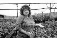 Image of sheet 19931410 photo 14: Gallina (23) versteht mich nicht! Sie kommt aus Leningrad und arbeitet im Moshav Bet Shearim in der Gärtnerei. Arbeiterin Garten Blumen markt Industrie Arbeit Fremdarbeiterin
Gallina (23) does not understand me! She comes from Leningrad and works in Moshav Bet Shearim work woman garden flower exportation industry
 Israel 12.93 Palestine

© 1993, Olivia Heussler √