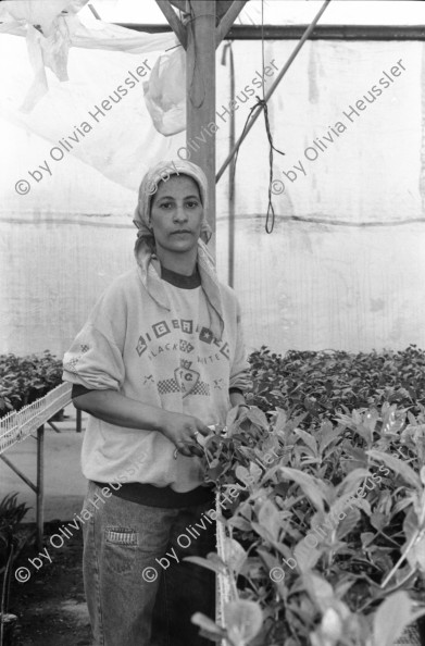 Image of sheet 19931410 photo 22: Frau wartet auf Bushaltestelle. Bilha Golan kriegt Besuch von Kindern aus dem Moshav die Geld sammeln. Daphna zieht sich ihre Uniform über. Vor dem Spiegel. Gallina 31, aus Leningrad arbeitet bei Orly, 38 4 Kids eins unterwegs. Nr. 32 und 33. Nr. 35 Nahan 28 Beduinin.und Nr. 28 Ngud, 20 ig. Orly exportiert Zierpflanzen. Israel 1993
Moshav (Hebrew: מוֹשָׁב‎, plural מוֹשָׁבִים moshavim, lit. settlement, village) is a type of Israeli town or settlement, in particular a type of cooperative agricultural community of individual farms pioneered by the Labour Zionists during the second wave of aliyah (lit. "ascent [to Eretz Yisrael]": refers to the act of Jewish emigration to Israel). A resident or a member of a moshav can be called a "moshavnik" (מוֹשַׁבְנִיק)