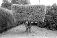Image of sheet 19931420 photo 2: Ein Olivenbaum im Moshav Bet Shearim. 12.93 harvest olive tree 1993 Israel occupied territory farmer bauern √ olives  farm Oliven olives Palestine olive 
© 1993, Olivia Heussler