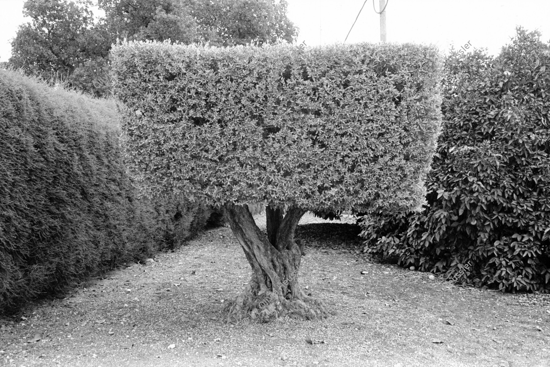 Image of sheet 19931420 photo 2: Ein Olivenbaum im Moshav Bet Shearim. 12.93 harvest olive tree 1993 Israel occupied territory farmer bauern √ olives  farm Oliven olives Palestine olive 
© 1993, Olivia Heussler