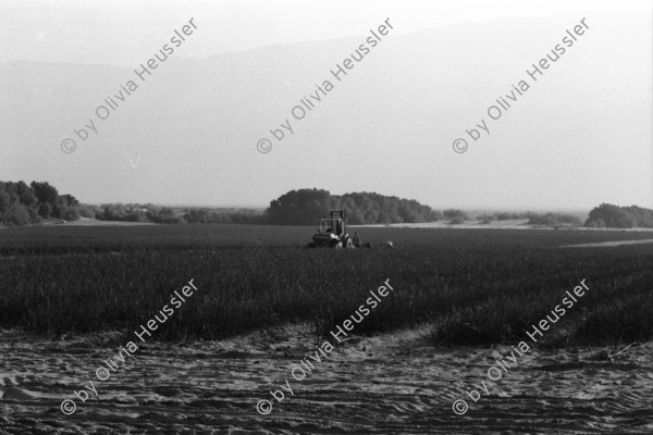 Image of sheet 19931450 photo 18: Portrait Rachel Freudenthal mit Tochter Noa. Deganit im Kibbutz Samar. Sie arbeitet in den Dattelnpalmen 8-9 meter über dem Boden. Portrait Israel 1993

A kibbutz (Hebrew: קִבּוּץ / קיבוץ, lit. "gathering, clustering"; plural kibbutzim) is a collective community in Israel that was traditionally based on agriculture. Today, farming has been partly supplanted by other economic branches, including industrial plants and high-tech enterprises.[1] Kibbutzim began as utopian communities, a combination of socialism and Zionism. In recent decades, some kibbutzim have been privatized and changes have been made in the communal lifestyle. A member of a kibbutz is called a kibbutznik (Hebrew: קִבּוּצְנִיק).