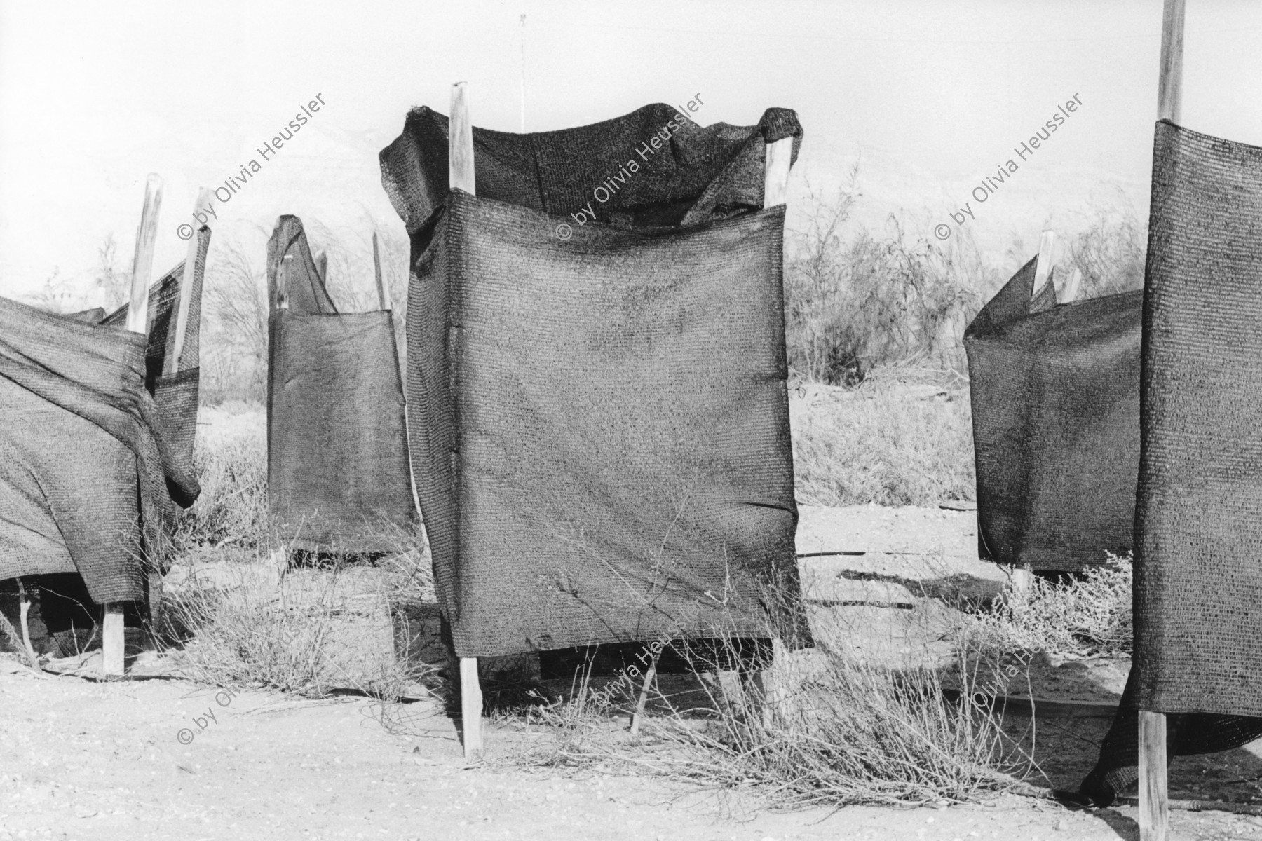 Image of sheet 19931450 photo 22: im Kibbutz Samar. Dattelnpalmen Israel 1993 √ 1993 Kibutz dates industry agriculture save the young plants
A kibbutz (Hebrew: קִבּוּץ / קיבוץ, lit. "gathering, clustering"; plural kibbutzim) is a collective community in Israel that was traditionally based on agriculture. Today, farming has been partly supplanted by other economic branches, including industrial plants and high-tech enterprises. Kibbutzim began as utopian communities, a combination of socialism and Zionism. In recent decades, some kibbutzim have been privatized and changes have been made in the communal lifestyle. A member of a kibbutz is called a kibbutznik (Hebrew: קִבּוּצְנִיק).