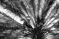 Image of sheet 19931450 photo 27: Deganit, 37 arbeitet 9 Meter über dem Boden in den Dattelpalmen. Kibutz Samar. Israel 12.93 

Deganit is working 30 feet above ground to pick up dates and clean the trees. √ 1993 agriculture 

A kibbutz (Hebrew: קִבּוּץ / קיבוץ, lit. "gathering, clustering"; plural kibbutzim) is a collective community in Israel that was traditionally based on agriculture. Today, farming has been partly supplanted by other economic branches, including industrial plants and high-tech enterprises. Kibbutzim began as utopian communities, a combination of socialism and Zionism. In recent decades, some kibbutzim have been privatized and changes have been made in the communal lifestyle. A member of a kibbutz is called a kibbutznik (Hebrew: קִבּוּצְנִיק).

by Olivia Heussler