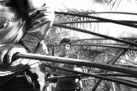 Image of sheet 19931460 photo 18: Deganit arbeitet 9 meter über dem Boden in den Kronen der Dattelpalmen. Kibbutz Samar Israel 12.93 work woman dates 1993 √
Deganit works 9 meters above the ground in the branches of date palms

Samar (Hebrew: סָמָר) is a kibbutz in the Arabah valley in the far south of Israel. Located near Eilat, it falls under the jurisdiction of Hevel Eilot Regional Council.