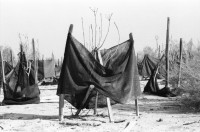 Image of sheet 19931460 photo 21: Deganit arbeitet in den Dattelpalmen, sie werden biologisch aufgezogen und die sehr grossen Früchte nach Frankreich exportiert. Portrait auch von junger Frau die Zwiebeln erntet. Die Zwiebeln stecken einfach im Sand und werden mit Tröpfchen bewässerung ernährt und bewässert. Kibbutz Samar, Israel 1993 Ognion picking agriculture
Samar (Hebrew: סָמָר‎‎) is a kibbutz in the Arabah valley in the far south of Israel. Located near Eilat, it falls under the jurisdiction of Hevel Eilot Regional Council.

A kibbutz (Hebrew: קִבּוּץ / קיבוץ, lit. "gathering, clustering"; plural kibbutzim) is a collective community in Israel that was traditionally based on agriculture. Today, farming has been partly supplanted by other economic branches, including industrial plants and high-tech enterprises.[1] Kibbutzim began as utopian communities, a combination of socialism and Zionism. In recent decades, some kibbutzim have been privatized and changes have been made in the communal lifestyle. A member of a kibbutz is called a kibbutznik (Hebrew: קִבּוּצְנִיק).