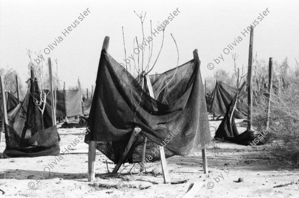 Image of sheet 19931460 photo 21: Deganit arbeitet in den Dattelpalmen, sie werden biologisch aufgezogen und die sehr grossen Früchte nach Frankreich exportiert. Portrait auch von junger Frau die Zwiebeln erntet. Die Zwiebeln stecken einfach im Sand und werden mit Tröpfchen bewässerung ernährt und bewässert. Kibbutz Samar, Israel 1993 Ognion picking agriculture
Samar (Hebrew: סָמָר‎‎) is a kibbutz in the Arabah valley in the far south of Israel. Located near Eilat, it falls under the jurisdiction of Hevel Eilot Regional Council.

A kibbutz (Hebrew: קִבּוּץ / קיבוץ, lit. "gathering, clustering"; plural kibbutzim) is a collective community in Israel that was traditionally based on agriculture. Today, farming has been partly supplanted by other economic branches, including industrial plants and high-tech enterprises.[1] Kibbutzim began as utopian communities, a combination of socialism and Zionism. In recent decades, some kibbutzim have been privatized and changes have been made in the communal lifestyle. A member of a kibbutz is called a kibbutznik (Hebrew: קִבּוּצְנִיק).