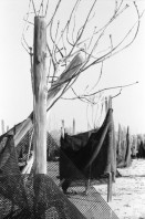 Image of sheet 19931460 photo 23: Deganit arbeitet in den Dattelpalmen, sie werden biologisch aufgezogen und die sehr grossen Früchte nach Frankreich exportiert. Portrait auch von junger Frau die Zwiebeln erntet. Die Zwiebeln stecken einfach im Sand und werden mit Tröpfchen bewässerung ernährt und bewässert. Kibbutz Samar, Israel 1993 Ognion picking agriculture
Samar (Hebrew: סָמָר‎‎) is a kibbutz in the Arabah valley in the far south of Israel. Located near Eilat, it falls under the jurisdiction of Hevel Eilot Regional Council.

A kibbutz (Hebrew: קִבּוּץ / קיבוץ, lit. "gathering, clustering"; plural kibbutzim) is a collective community in Israel that was traditionally based on agriculture. Today, farming has been partly supplanted by other economic branches, including industrial plants and high-tech enterprises.[1] Kibbutzim began as utopian communities, a combination of socialism and Zionism. In recent decades, some kibbutzim have been privatized and changes have been made in the communal lifestyle. A member of a kibbutz is called a kibbutznik (Hebrew: קִבּוּצְנִיק).