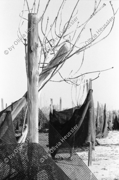 Image of sheet 19931460 photo 23: Deganit arbeitet in den Dattelpalmen, sie werden biologisch aufgezogen und die sehr grossen Früchte nach Frankreich exportiert. Portrait auch von junger Frau die Zwiebeln erntet. Die Zwiebeln stecken einfach im Sand und werden mit Tröpfchen bewässerung ernährt und bewässert. Kibbutz Samar, Israel 1993 Ognion picking agriculture
Samar (Hebrew: סָמָר‎‎) is a kibbutz in the Arabah valley in the far south of Israel. Located near Eilat, it falls under the jurisdiction of Hevel Eilot Regional Council.

A kibbutz (Hebrew: קִבּוּץ / קיבוץ, lit. "gathering, clustering"; plural kibbutzim) is a collective community in Israel that was traditionally based on agriculture. Today, farming has been partly supplanted by other economic branches, including industrial plants and high-tech enterprises.[1] Kibbutzim began as utopian communities, a combination of socialism and Zionism. In recent decades, some kibbutzim have been privatized and changes have been made in the communal lifestyle. A member of a kibbutz is called a kibbutznik (Hebrew: קִבּוּצְנִיק).