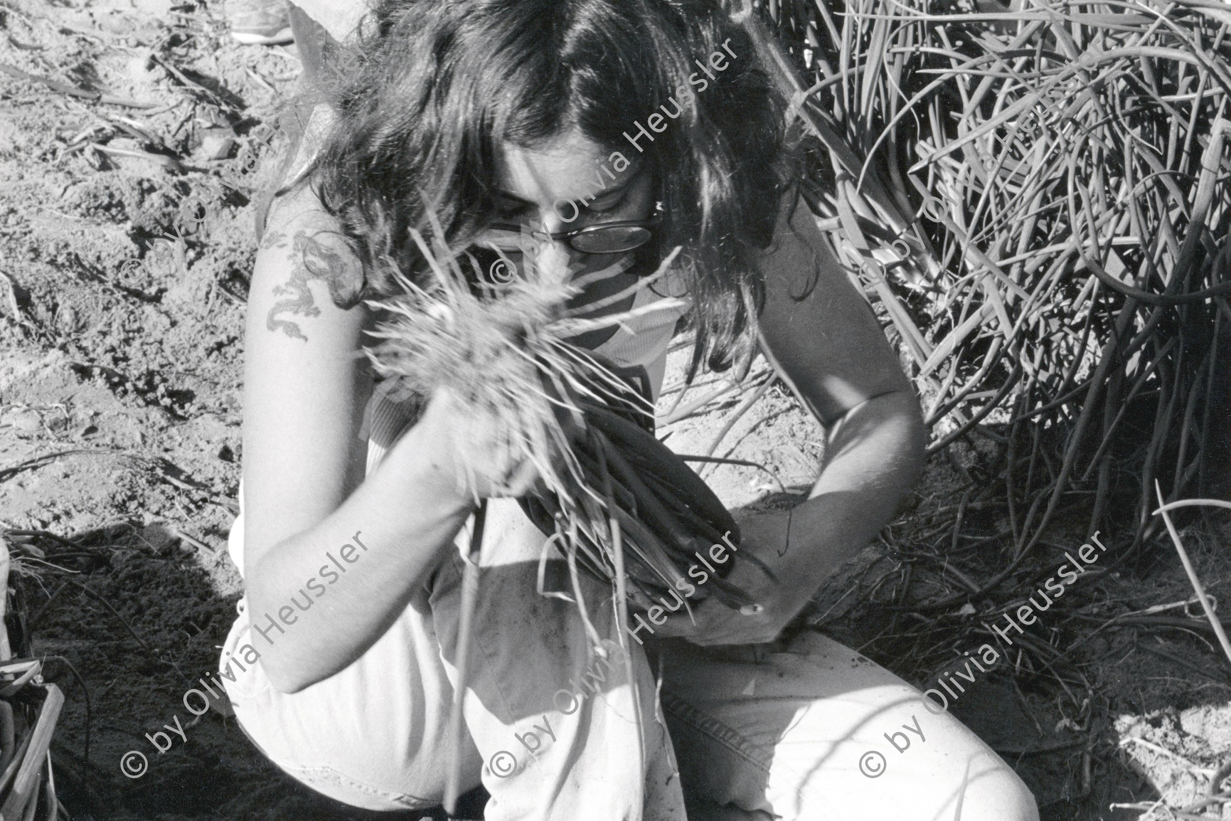 Image of sheet 19931460 photo 26: Eigentlich wollte die junge Frau bei der Zwiebelernte im Kibbutz Samar von mir nicht fotografiert werden. Israel 12. 1993 √ ognion agriculture picking desert

Samar (Hebrew: סָמָר‎‎) is a kibbutz in the Arabah valley in the far south of Israel. Located near Eilat, it falls under the jurisdiction of Hevel Eilot Regional Council.

A kibbutz (Hebrew: קִבּוּץ / קיבוץ, lit. "gathering, clustering"; plural kibbutzim) is a collective community in Israel that was traditionally based on agriculture. Today, farming has been partly supplanted by other economic branches, including industrial plants and high-tech enterprises.[1] Kibbutzim began as utopian communities, a combination of socialism and Zionism. In recent decades, some kibbutzim have been privatized and changes have been made in the communal lifestyle. A member of a kibbutz is called a kibbutznik (Hebrew: קִבּוּצְנִיק).