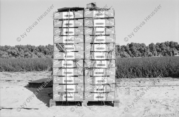 Image of sheet 19931461 photo 13: Production  of Onion at Kibbutz Samar, Israel 1993.