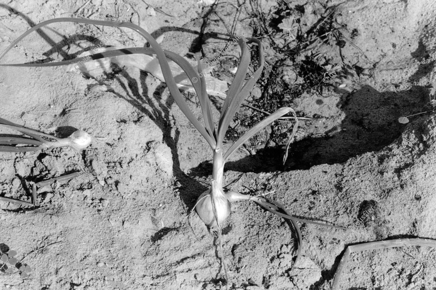 Image of sheet 19931461 photo 17: Im Kibbutz Samar werden Zwiebeln mit Hilfe einer Tröpfchen-Bewässerungstechnik direkt im Sand gezogen, Israel 1993.
Israeli watering technology in onion production. agriculture desert water 1993



Samar (Hebrew: סָמָר) is a kibbutz in the Arabah valley in the far south of Israel. Located near Eilat, it falls under the jurisdiction of Hevel Eilot Regional Council.