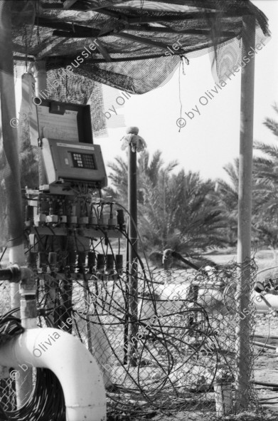 Image of sheet 19931461 photo 21: Woman in Black Jerusalem 
Kibbutz Samar Zwiebelproduktion in der Wüste. Wasserleitungen im Sand. Dattelpalmen mit Netzen zum Auffangen der Datteln. Mann mit Pferd. Kühe vom Kibbutz. Israel 1993