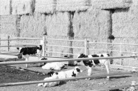 Image of sheet 19931461 photo 33: Woman in Black Jerusalem 
Kibbutz Samar Zwiebelproduktion in der Wüste. Wasserleitungen im Sand. Dattelpalmen mit Netzen zum Auffangen der Datteln. Mann mit Pferd. Kühe vom Kibbutz. Israel 1993