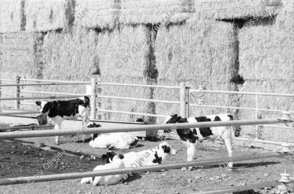 Image of sheet 19931461 photo 33: Woman in Black Jerusalem 
Kibbutz Samar Zwiebelproduktion in der Wüste. Wasserleitungen im Sand. Dattelpalmen mit Netzen zum Auffangen der Datteln. Mann mit Pferd. Kühe vom Kibbutz. Israel 1993