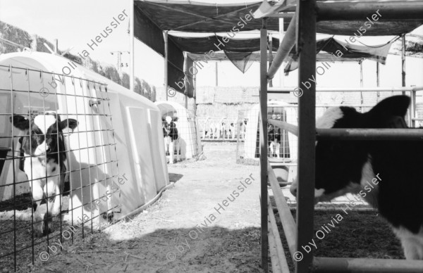 Image of sheet 19931461 photo 37: Woman in Black Jerusalem 
Kibbutz Samar Zwiebelproduktion in der Wüste. Wasserleitungen im Sand. Dattelpalmen mit Netzen zum Auffangen der Datteln. Mann mit Pferd. Kühe vom Kibbutz. Israel 1993