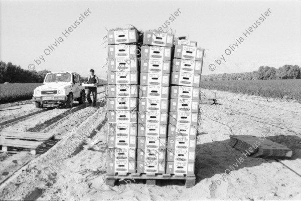 Image of sheet 19931461 photo 8: Woman in Black Jerusalem 
Kibbutz Samar Zwiebelproduktion in der Wüste. Wasserleitungen im Sand. Dattelpalmen mit Netzen zum Auffangen der Datteln. Mann mit Pferd. Kühe vom Kibbutz. Israel 1993