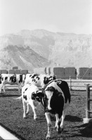 Image of sheet 19931470 photo 3: Die Milchkühe im Kibbutz geben im tag 30 liter Milch. Die Kühe haben keinen Auslauf ins Freie leben in der Wüste! Deganit arbeitet auch im Kindergarten. Deganit mit ihrer Tochter. Die Wäscherei. von aussen. Im Speisesaal arbeiten nur Frauen. Loundry
Samar (Hebrew: סָמָר‎‎) is a kibbutz in the Arabah valley in the far south of Israel. Located near Eilat, it falls under the jurisdiction of Hevel Eilot Regional Council.
Aegypten. Sudanesische Einwanderer bei Dahab. 

A kibbutz (Hebrew: קִבּוּץ / קיבוץ, lit. "gathering, clustering"; plural kibbutzim) is a collective community in Israel that was traditionally based on agriculture. Today, farming has been partly supplanted by other economic branches, including industrial plants and high-tech enterprises.[1] Kibbutzim began as utopian communities, a combination of socialism and Zionism. In recent decades, some kibbutzim have been privatized and changes have been made in the communal lifestyle. A member of a kibbutz is called a kibbutznik (Hebrew: קִבּוּצְנִיק).