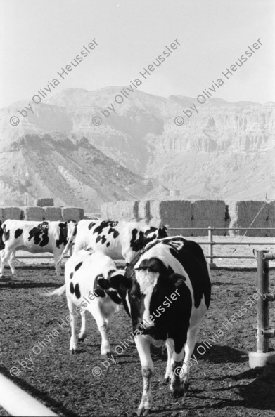 Image of sheet 19931470 photo 3: Die Milchkühe im Kibbutz geben im tag 30 liter Milch. Die Kühe haben keinen Auslauf ins Freie leben in der Wüste! Deganit arbeitet auch im Kindergarten. Deganit mit ihrer Tochter. Die Wäscherei. von aussen. Im Speisesaal arbeiten nur Frauen. Loundry
Samar (Hebrew: סָמָר‎‎) is a kibbutz in the Arabah valley in the far south of Israel. Located near Eilat, it falls under the jurisdiction of Hevel Eilot Regional Council.
Aegypten. Sudanesische Einwanderer bei Dahab. 

A kibbutz (Hebrew: קִבּוּץ / קיבוץ, lit. "gathering, clustering"; plural kibbutzim) is a collective community in Israel that was traditionally based on agriculture. Today, farming has been partly supplanted by other economic branches, including industrial plants and high-tech enterprises.[1] Kibbutzim began as utopian communities, a combination of socialism and Zionism. In recent decades, some kibbutzim have been privatized and changes have been made in the communal lifestyle. A member of a kibbutz is called a kibbutznik (Hebrew: קִבּוּצְנִיק).