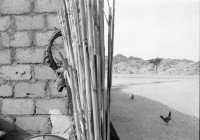 Image of sheet 19931470 photo 35: Die Milchkühe im Kibbutz geben im tag 30 liter Milch. Die Kühe haben keinen Auslauf ins Freie leben in der Wüste! Deganit arbeitet auch im Kindergarten. Deganit mit ihrer Tochter. Die Wäscherei. von aussen. Im Speisesaal arbeiten nur Frauen. Loundry
Samar (Hebrew: סָמָר‎‎) is a kibbutz in the Arabah valley in the far south of Israel. Located near Eilat, it falls under the jurisdiction of Hevel Eilot Regional Council.
Aegypten. Sudanesische Einwanderer bei Dahab. 

A kibbutz (Hebrew: קִבּוּץ / קיבוץ, lit. "gathering, clustering"; plural kibbutzim) is a collective community in Israel that was traditionally based on agriculture. Today, farming has been partly supplanted by other economic branches, including industrial plants and high-tech enterprises.[1] Kibbutzim began as utopian communities, a combination of socialism and Zionism. In recent decades, some kibbutzim have been privatized and changes have been made in the communal lifestyle. A member of a kibbutz is called a kibbutznik (Hebrew: קִבּוּצְנִיק).