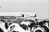 Image of sheet 19931470 photo 4: Die Milchkühe im Kibbutz geben im tag 30 liter Milch. Die Kühe haben keinen Auslauf ins Freie leben in der Wüste! Deganit arbeitet auch im Kindergarten. Deganit mit ihrer Tochter. Die Wäscherei. von aussen. Im Speisesaal arbeiten nur Frauen. Loundry
Samar (Hebrew: סָמָר‎‎) is a kibbutz in the Arabah valley in the far south of Israel. Located near Eilat, it falls under the jurisdiction of Hevel Eilot Regional Council.
Aegypten. Sudanesische Einwanderer bei Dahab. 

A kibbutz (Hebrew: קִבּוּץ / קיבוץ, lit. "gathering, clustering"; plural kibbutzim) is a collective community in Israel that was traditionally based on agriculture. Today, farming has been partly supplanted by other economic branches, including industrial plants and high-tech enterprises.[1] Kibbutzim began as utopian communities, a combination of socialism and Zionism. In recent decades, some kibbutzim have been privatized and changes have been made in the communal lifestyle. A member of a kibbutz is called a kibbutznik (Hebrew: קִבּוּצְנִיק).