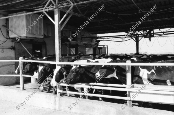 Image of sheet 19931470 photo 5: Die Milchkühe im Kibbutz geben im tag 30 liter Milch. Die Kühe haben keinen Auslauf ins Freie leben in der Wüste! Deganit arbeitet auch im Kindergarten. Deganit mit ihrer Tochter. Die Wäscherei. von aussen. Im Speisesaal arbeiten nur Frauen. Loundry
Samar (Hebrew: סָמָר‎‎) is a kibbutz in the Arabah valley in the far south of Israel. Located near Eilat, it falls under the jurisdiction of Hevel Eilot Regional Council.
Aegypten. Sudanesische Einwanderer bei Dahab. 

A kibbutz (Hebrew: קִבּוּץ / קיבוץ, lit. "gathering, clustering"; plural kibbutzim) is a collective community in Israel that was traditionally based on agriculture. Today, farming has been partly supplanted by other economic branches, including industrial plants and high-tech enterprises.[1] Kibbutzim began as utopian communities, a combination of socialism and Zionism. In recent decades, some kibbutzim have been privatized and changes have been made in the communal lifestyle. A member of a kibbutz is called a kibbutznik (Hebrew: קִבּוּצְנִיק).