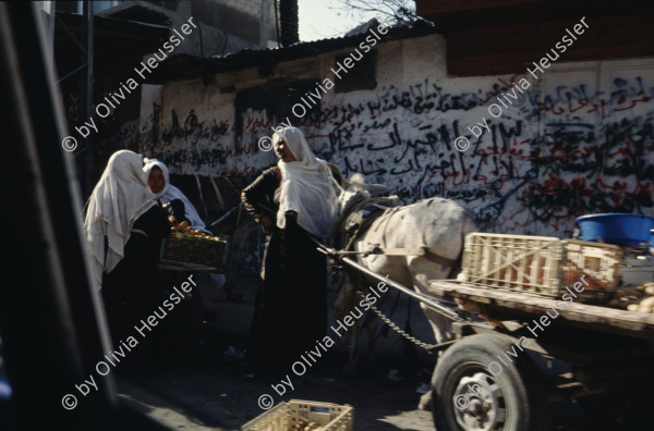 Image of sheet 19933005 photo 21: Gaza City, Palästina 1993.