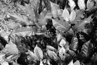 Image of sheet 19940380 photo 14: Die Kaffeebohnen kurz vor der Reifung, am Baum. Pantasma Jinotega Nicaragua 09. 1994 √ The coffee beans just before ripening on the tree