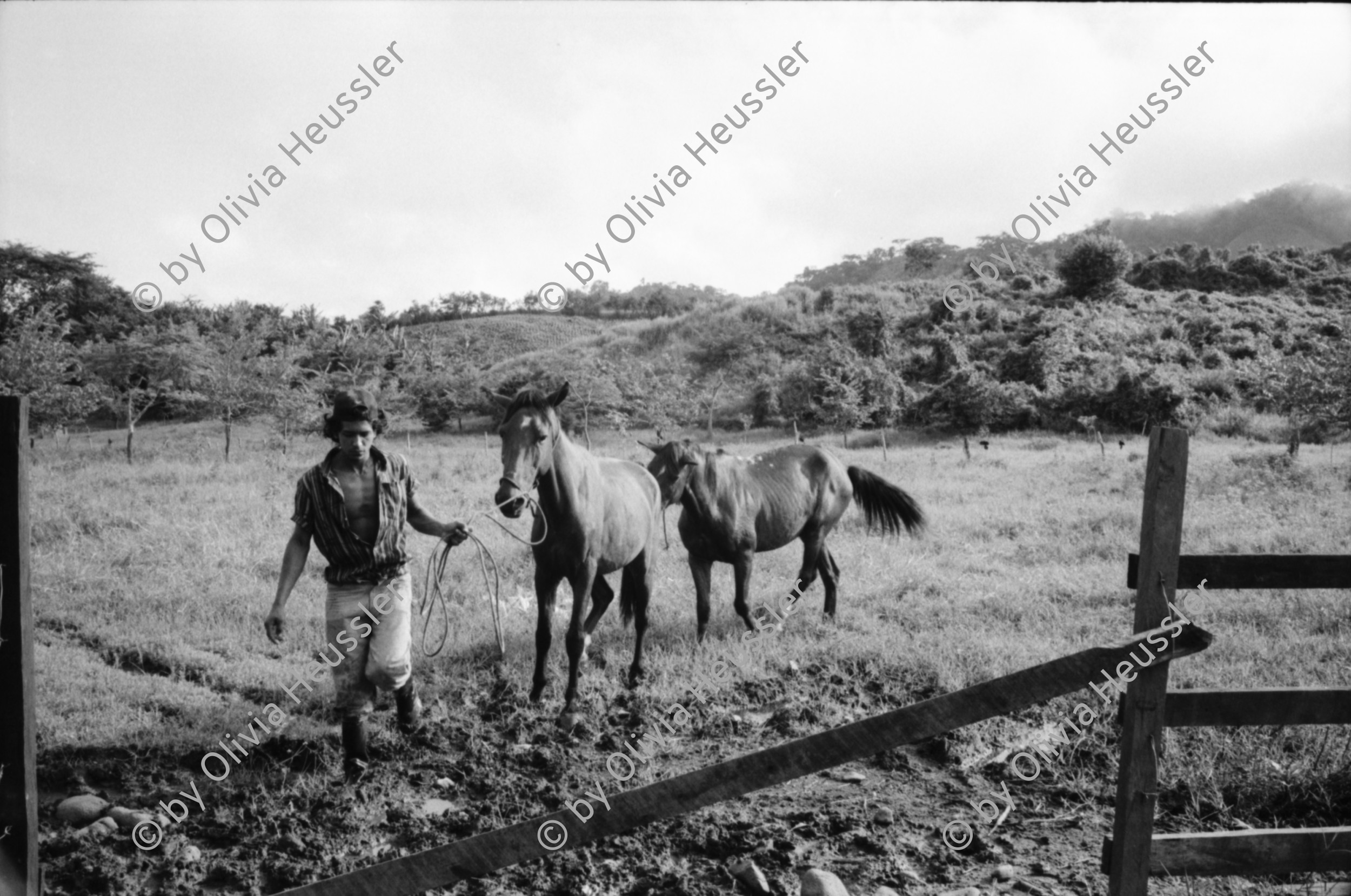 Image of sheet 19940380 photo 32: Polin und Pferde. Portrait.