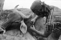 Image of sheet 19940380 photo 33: Wäsche waschen Vicky und Felicitas Meiling und Yaosca. Junge wiegt Kartoffeln. Mural für Veterinär produkte. Jeep durchquert Fluss. Kaffeepflanzen junge Polin beim anpflanzen. Pferde waschen im Bach. Junges Paar beim täglichen Bade im Fluss eingeseift mit Seife. Sie im BH er in Unterhose, Polin und Pferde. Portrait.

Nicaragua 1994