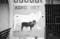 Image of sheet 19940380 photo 6: Wäsche waschen Vicky und Felicitas Meiling und Yaosca. Junge wiegt Kartoffeln. Mural für Veterinär produkte. Jeep durchquert Fluss. Kaffeepflanzen junge Polin beim anpflanzen. Pferde waschen im Bach. Junges Paar beim täglichen Bade im Fluss eingeseift mit Seife. Sie im BH er in Unterhose, Polin und Pferde. Portrait.

Nicaragua 1994