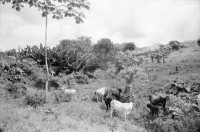 Image of sheet 19940390 photo 2: Finca Las Confluencias Rinderherde Gruppenbild Juanita Tinoco Chema Negro und Felicitas. Pinto Riccardo und Polin. Camioneta Umgebung La Cuesta. Lastwagen mit Personentransport. Camioneta flicken. Gruppenbild mit Polin Valdivia Salinas  und Familie Meiling Yaosca etc. Viktoria Vicky Victoria Esteli Nueva Segovia 
Kartonschachteln mit Copper Antikonzeptionsmittel Pillen Antibabypillen aus den Vereinigten Staaten USA. Nordamerika. Si Mujer in Managua San Judas 16 jähriges Mädchen schwanger. Promotoren Nicaragua 1994