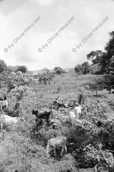 Image of sheet 19940390 photo 3: Finca Las Confluencias Rinderherde Gruppenbild Juanita Tinoco Chema Negro und Felicitas. Pinto Riccardo und Polin. Camioneta Umgebung La Cuesta. Lastwagen mit Personentransport. Camioneta flicken. Gruppenbild mit Polin Valdivia Salinas  und Familie Meiling Yaosca etc. Viktoria Vicky Victoria Esteli Nueva Segovia 
Kartonschachteln mit Copper Antikonzeptionsmittel Pillen Antibabypillen aus den Vereinigten Staaten USA. Nordamerika. Si Mujer in Managua San Judas 16 jähriges Mädchen schwanger. Promotoren Nicaragua 1994