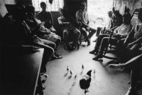 Image of sheet 19940430 photo 13: finance credits micro deza Hühner Huhn Kücken Stühle Beine Sitzung meeting Besprechung Project NGO Männer Frauen Frau Arbeit Tiere Exhibition