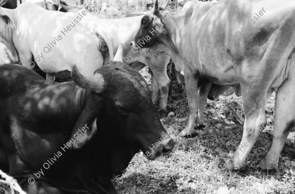 Image of sheet 19940460 photo 23: Im Taller de Bloques der Frauenkooperative Maria Luisa Ortiz werden Blöcke mit Sand und Zement angefertigt. Mit einer Presse werden von Hand die Blöcke gepresst. Im Wahllokal umgemodeltes Privathaus sitzt Noel Dorothe und Gretel mit einem kleinen Mädchen. Gretel und Monica die Aeffin. Der Stier hat eine Freundin. Frau an der Maismühle mit Kinder. Nicaragua 1994