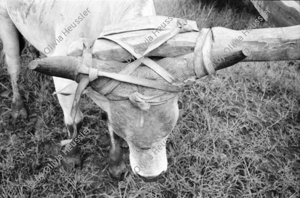 Image of sheet 19940520 photo 30: Ochsenwagen Pantasma. Ochsen von oben.