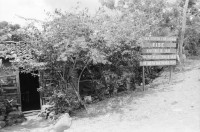 Image of sheet 19940540 photo 1: Harvey im Autospiegel. Kind mit Holz und Frau der Kooperative MLO FISE Tafel COSUDE in San Dionisio.Matagalpa. Swissaid gibt Kleinkredite an AGACI Frauen UNAG Mujer unterstützt. Die Frauen gehören zur Asociacion de Ganaderas Individuales. Carina auf Pferd.Nr. 7 und 15 Adaluz Arauz G. Mitglied der Gruppe beim Sähen von Mais.   und melke. Gruppenbild. 1994 Nicaragua