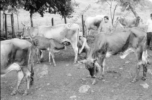 Image of sheet 19940540 photo 10: Harvey im Autospiegel. Kind mit Holz und Frau der Kooperative MLO FISE Tafel COSUDE in San Dionisio.Matagalpa. Swissaid gibt Kleinkredite an AGACI Frauen UNAG Mujer unterstützt. Die Frauen gehören zur Asociacion de Ganaderas Individuales. Carina auf Pferd.Nr. 7 und 15 Adaluz Arauz G. Mitglied der Gruppe beim Sähen von Mais.   und melke. Gruppenbild. 1994 Nicaragua