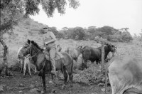 Image of sheet 19940540 photo 22: Harvey im Autospiegel. Kind mit Holz und Frau der Kooperative MLO FISE Tafel COSUDE in San Dionisio.Matagalpa. Swissaid gibt Kleinkredite an AGACI Frauen UNAG Mujer unterstützt. Die Frauen gehören zur Asociacion de Ganaderas Individuales. Carina auf Pferd.Nr. 7 und 15 Adaluz Arauz G. Mitglied der Gruppe beim Sähen von Mais.   und melke. Gruppenbild. 1994 Nicaragua