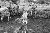Image of sheet 19940540 photo 27: Harvey im Autospiegel. Kind mit Holz und Frau der Kooperative MLO FISE Tafel COSUDE in San Dionisio.Matagalpa. Swissaid gibt Kleinkredite an AGACI Frauen UNAG Mujer unterstützt. Die Frauen gehören zur Asociacion de Ganaderas Individuales. Carina auf Pferd.Nr. 7 und 15 Adaluz Arauz G. Mitglied der Gruppe beim Sähen von Mais.   und melke. Gruppenbild. 1994 Nicaragua