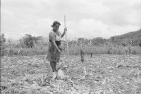 Image of sheet 19940540 photo 6: Harvey im Autospiegel. Kind mit Holz und Frau der Kooperative MLO FISE Tafel COSUDE in San Dionisio.Matagalpa. Swissaid gibt Kleinkredite an AGACI Frauen UNAG Mujer unterstützt. Die Frauen gehören zur Asociacion de Ganaderas Individuales. Carina auf Pferd.Nr. 7 und 15 Adaluz Arauz G. Mitglied der Gruppe beim Sähen von Mais.   und melke. Gruppenbild. 1994 Nicaragua