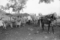 Image of sheet 19940550 photo 1: frtsg. AGACI Frauen und Strassenbild San Dionisio. Gruppenbild. Mutter und Kind. Männer vor Tienda FSLN Mural. Kühe und Pferd auf dem Weg auf das Feld. Kühe und Rinder AGACI in El Chaguitillo mit Dona Maria Elsa. 1994 Nicaragua
© 1994, OLIVIA HEUSSLER / www.clic.li