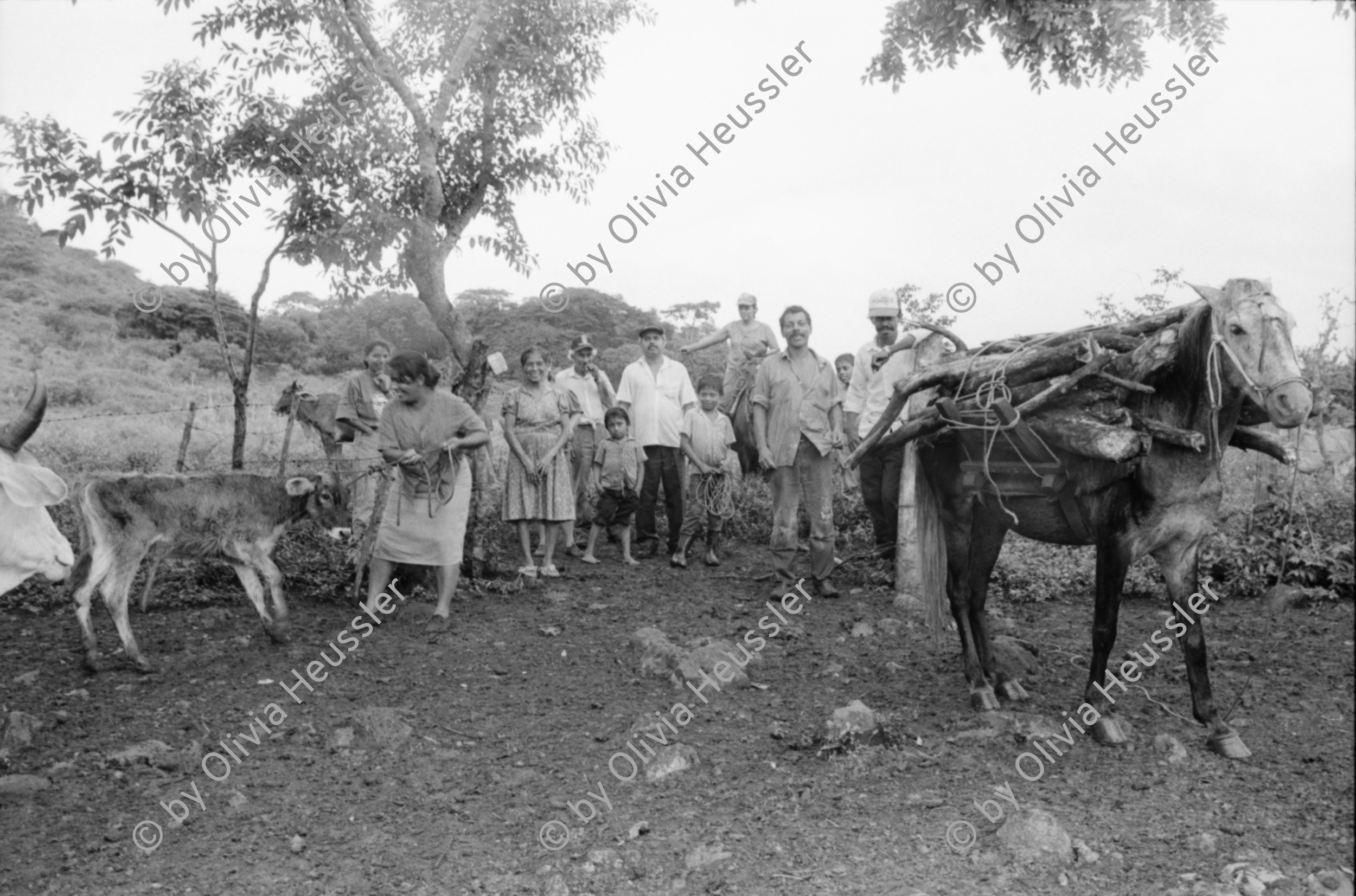 Image of sheet 19940550 photo 1: frtsg. AGACI Frauen und Strassenbild San Dionisio. Gruppenbild. Mutter und Kind. Männer vor Tienda FSLN Mural. Kühe und Pferd auf dem Weg auf das Feld. Kühe und Rinder AGACI in El Chaguitillo mit Dona Maria Elsa. 1994 Nicaragua
© 1994, OLIVIA HEUSSLER / www.clic.li