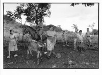 Image of sheet 19940550 photo 10: Die Frauen sind in einer Kooperative organisiert und jede besitzt eine Milchkuh.  San Dionisio Nicaragua Women Kalb ross Pferd reiten Kinder Junge Buben NGO deza 10. 1994