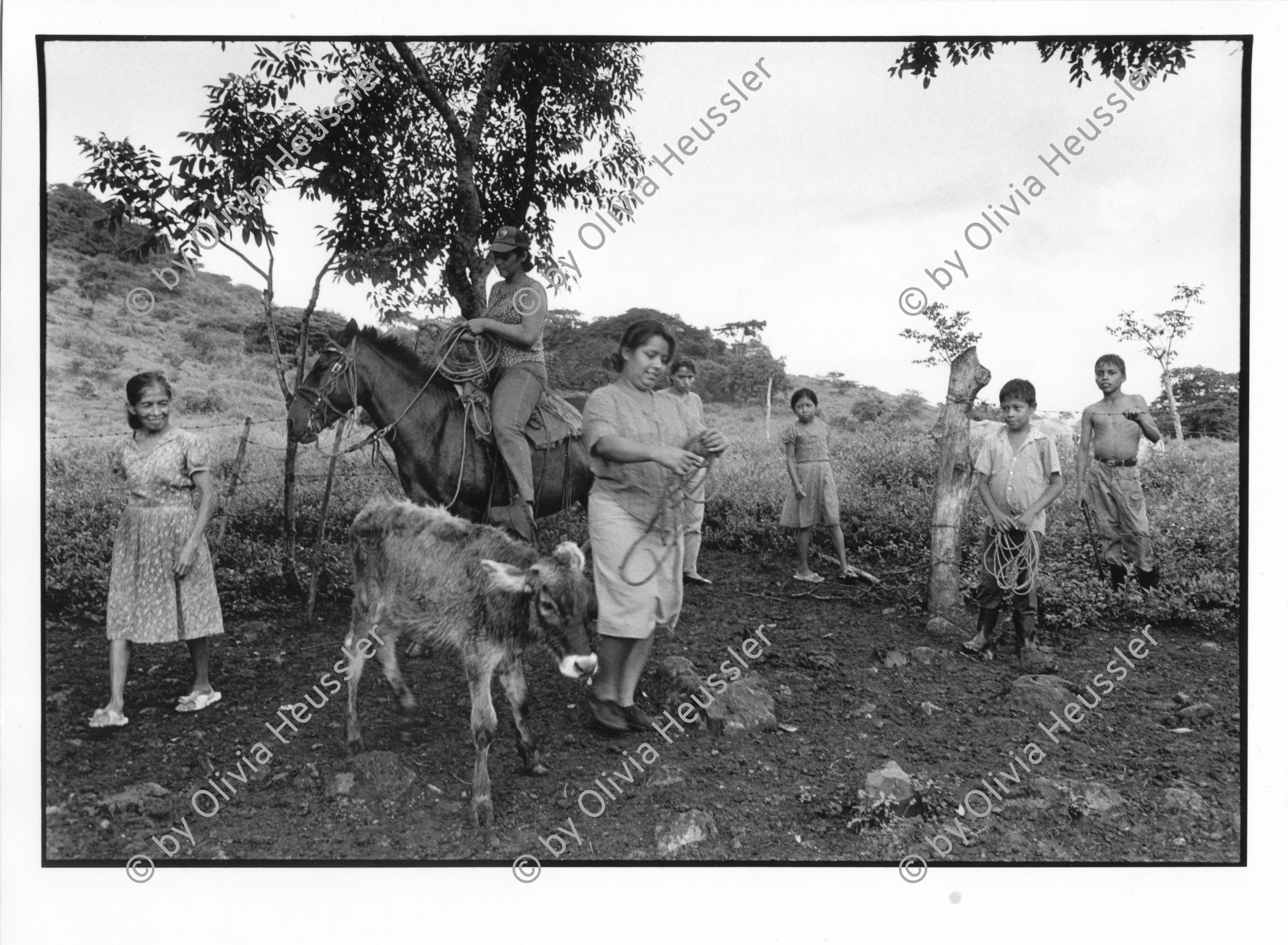 Image of sheet 19940550 photo 10: Die Frauen sind in einer Kooperative organisiert und jede besitzt eine Milchkuh.  San Dionisio Nicaragua Women Kalb ross Pferd reiten Kinder Junge Buben NGO deza 10. 1994