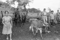 Image of sheet 19940550 photo 11: frtsg. AGACI Frauen und Strassenbild San Dionisio. Gruppenbild. Mutter und Kind. Männer vor Tienda FSLN Mural. Kühe und Pferd auf dem Weg auf das Feld. Kühe und Rinder AGACI in El Chaguitillo mit Dona Maria Elsa. 1994 Nicaragua
© 1994, OLIVIA HEUSSLER / www.clic.li