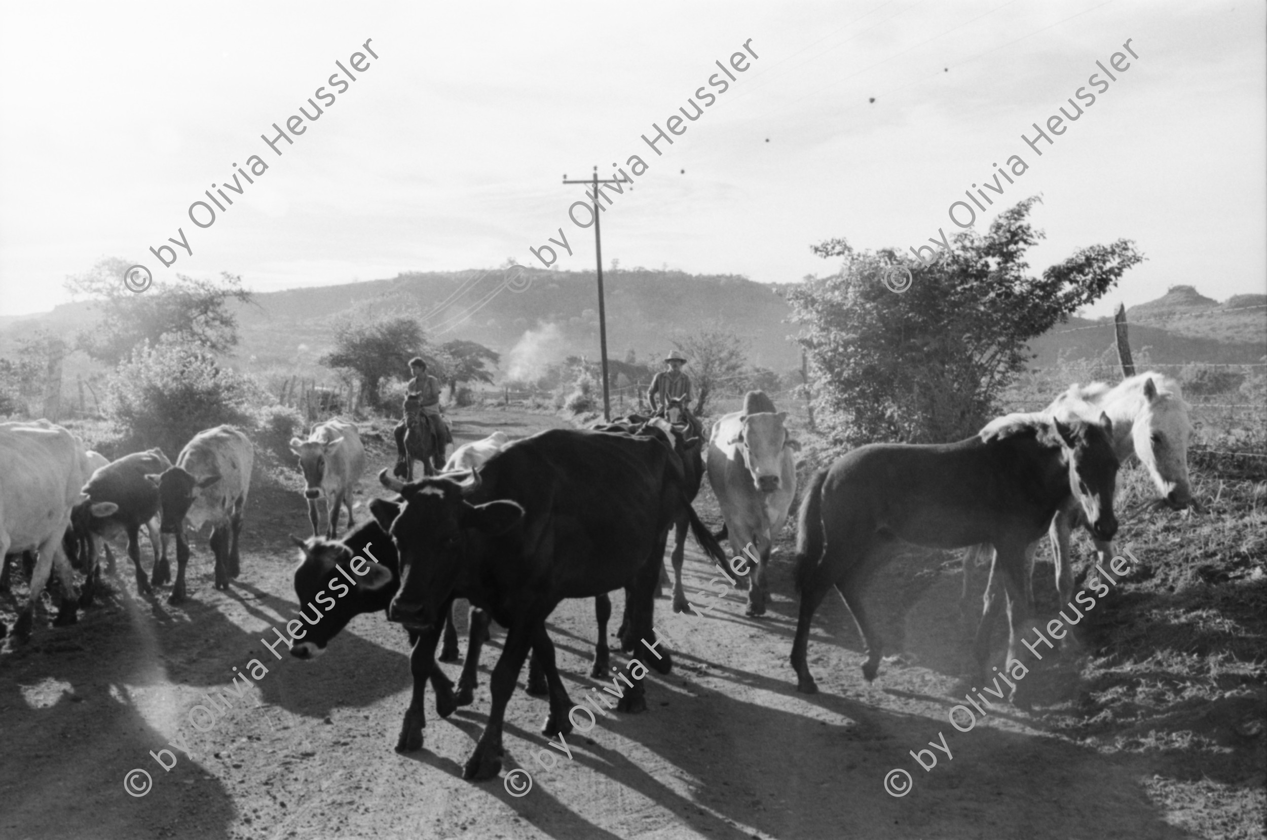 Image of sheet 19940550 photo 21: frtsg. AGACI Frauen und Strassenbild San Dionisio. Gruppenbild. Mutter und Kind. Männer vor Tienda FSLN Mural. Kühe und Pferd auf dem Weg auf das Feld. Kühe und Rinder AGACI in El Chaguitillo mit Dona Maria Elsa. 1994 Nicaragua
© 1994, OLIVIA HEUSSLER / www.clic.li